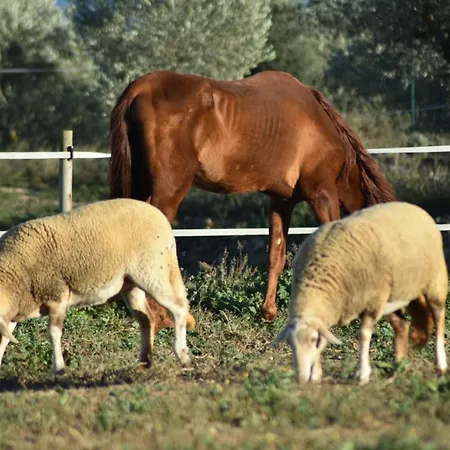 Casa Con Vistas, Piscina Y Animales De Granja, La Caseta Appartement *